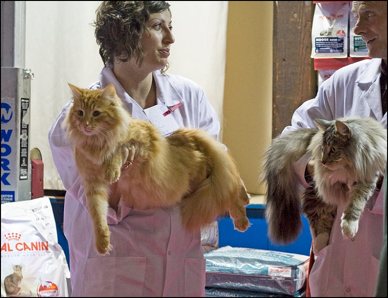 Brewen de la Ghilde des Elfes 1.jpg - Brewen de la Ghilde des Elfes